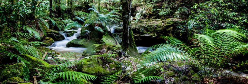 无人,横图,全景,室外,白天,长时间曝光,旅游,度假,美景,瀑布,澳大利亚,景观,苔藓,娱乐,树,自然,享受,休闲,景色,放松,摄影,宁静,自然风光,新南威尔士,蓝山国家公园,岩石,彩图