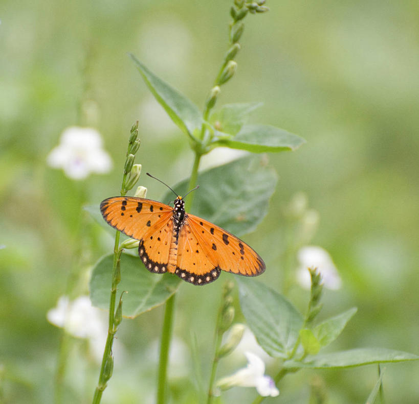 无人,横图,室外,特写,白天,野生动物,蝴蝶,新加坡,野花,首都,花,白色,摄影,新加坡市,彩图