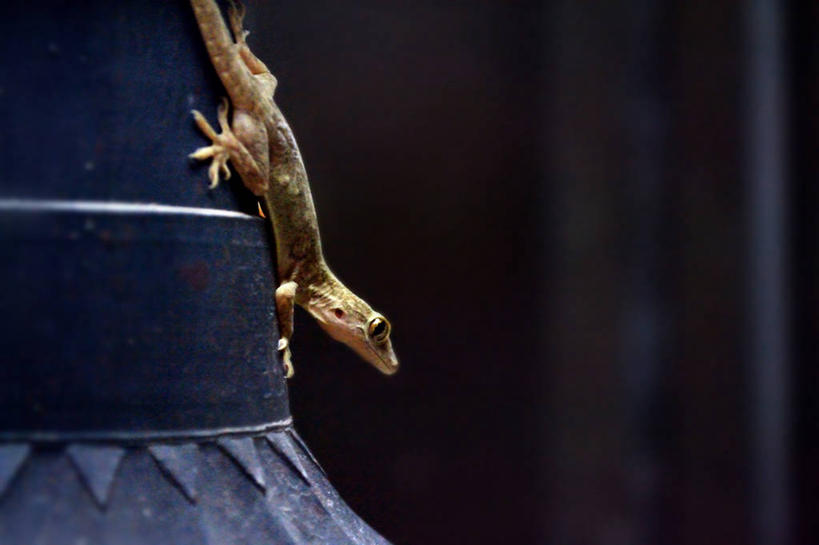 无人,横图,室外,野生动物,蜥蜴,巴基斯坦,摄影,拉合尔,彩图