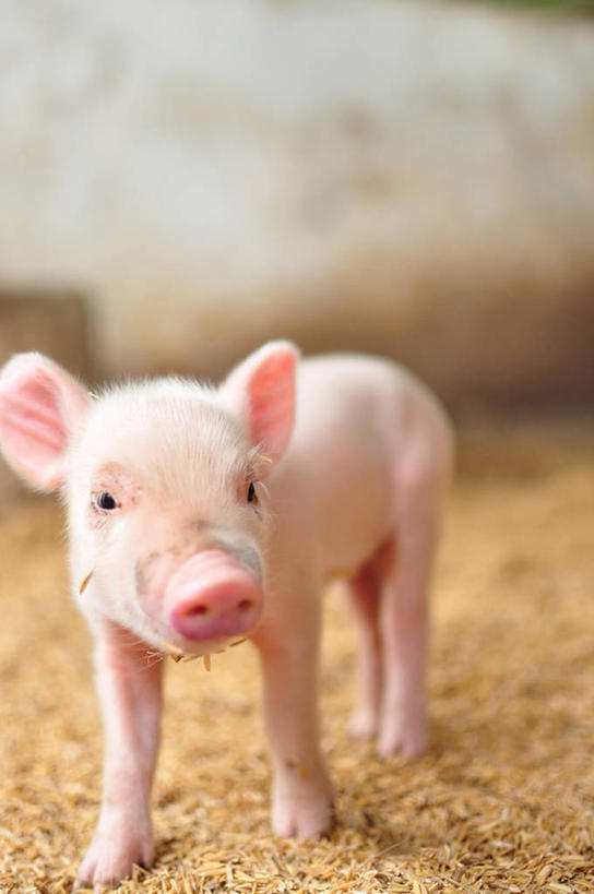 无人,农场,竖图,室外,白天,猪,小猪,粉色,动物,家畜,摄影,彩图