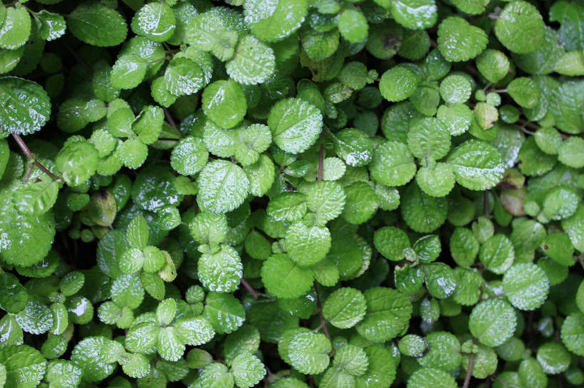 无人,横图,俯视,室外,白天,运气,叶子,萨尔瓦多,小的,花坛,三叶草,花,绿色,自然,摄影,生长,脆弱,清新,圣萨尔瓦多,彩图,高角度拍摄