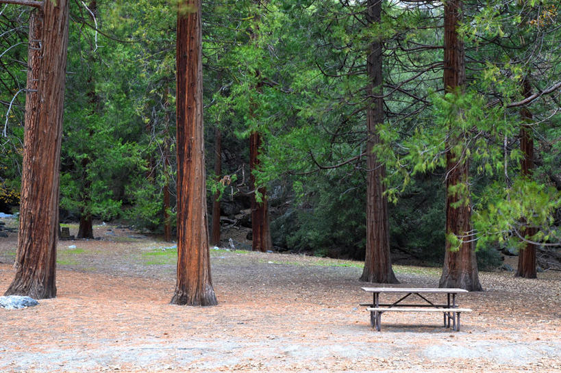 无人,横图,室外,白天,旅游,度假,美景,森林,松树,美国,景观,娱乐,树,自然,享受,休闲,景色,放松,摄影,宁静,国家公园,加利福尼亚,自然风光,优胜美地国家公园,彩图