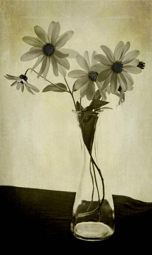 无人,竖图,室内,特写,花瓶,西班牙,格拉纳达,雏菊,花,白色,四个,摄影,脆弱,清新,彩图