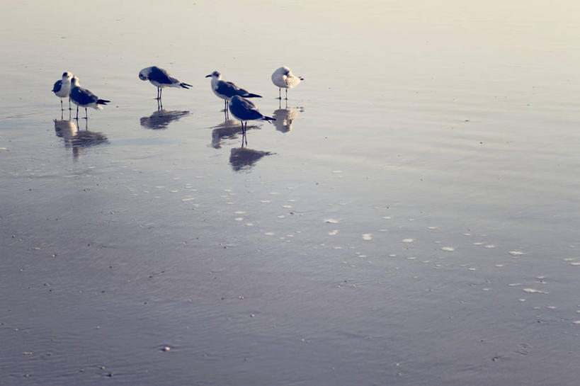 无人,横图,室外,白天,海洋,海鸥,野生动物,美国,反射,鸟类,沙子,摄影,栖息,北美,北美洲,美洲,佛罗里达,佛罗里达州,迈阿密,佛州,阳光州,北亚美利加洲,亚美利加洲,海滩,彩图,美利坚合众国