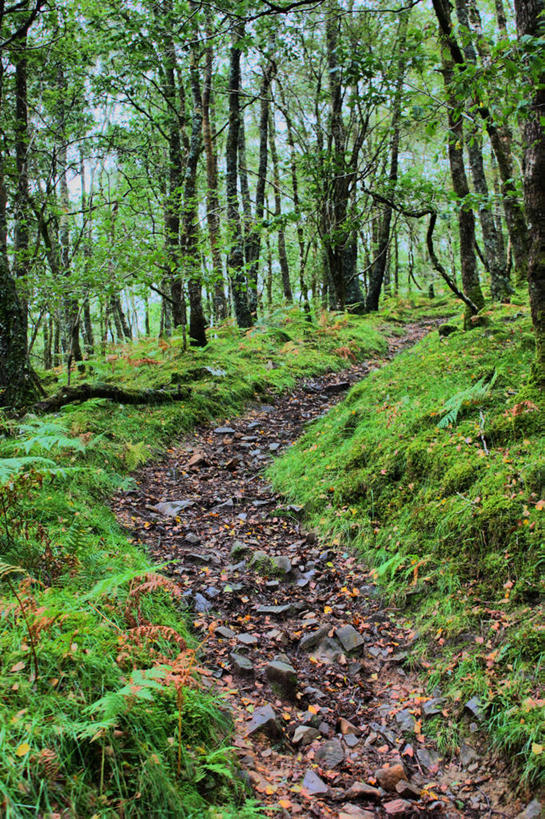 无人,竖图,室外,白天,树林,英国,弯曲,小路,树,绿色,自然,摄影,生长,格温内思郡,彩图