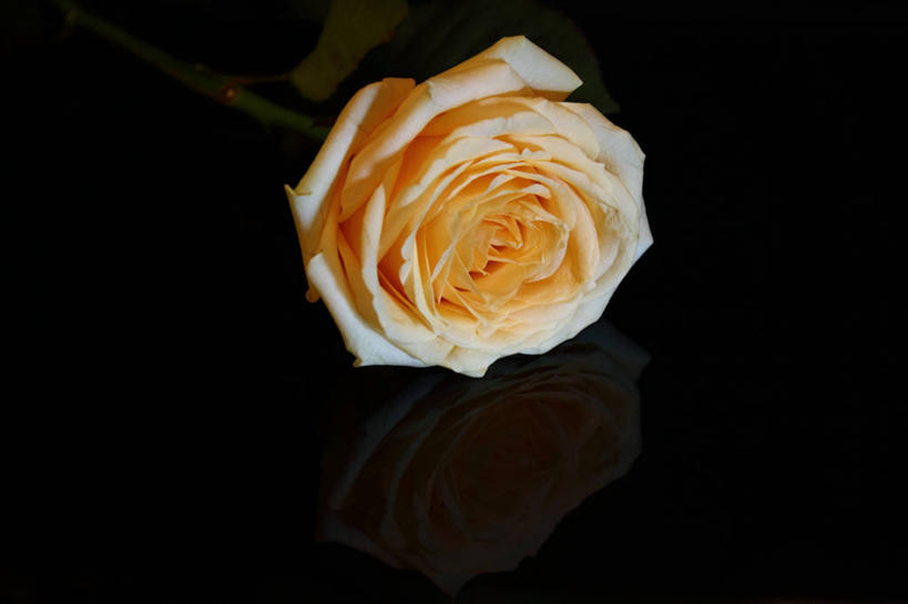 无人,横图,特写,英国,黑色背景,盛开,反射,花蕾,花,花瓣,花朵,鲜花,一朵,黄色,花苞,花蕊,摄影,脆弱,清新,马盖特,彩图,影棚拍摄