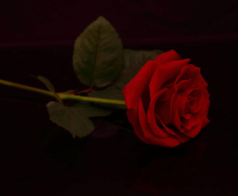 无人,横图,特写,英国,黑色背景,盛开,花蕾,花,花瓣,花朵,鲜花,一朵,红色,花苞,花蕊,摄影,脆弱,清新,马盖特,彩图,影棚拍摄