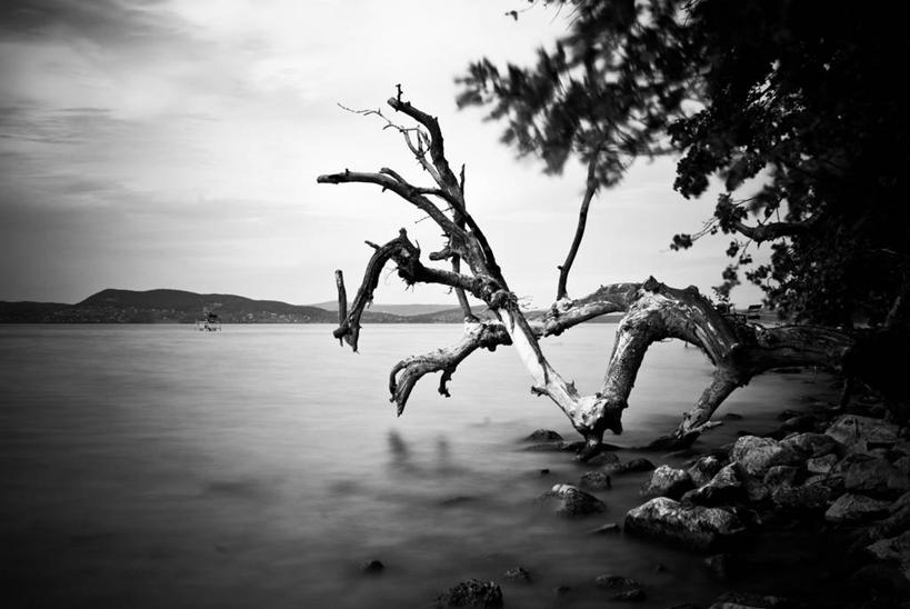 无人,横图,黑白,室外,白天,长时间曝光,树林,反射,木制,树,自然,摄影,宁静,匈牙利共和国,巴拉顿湖