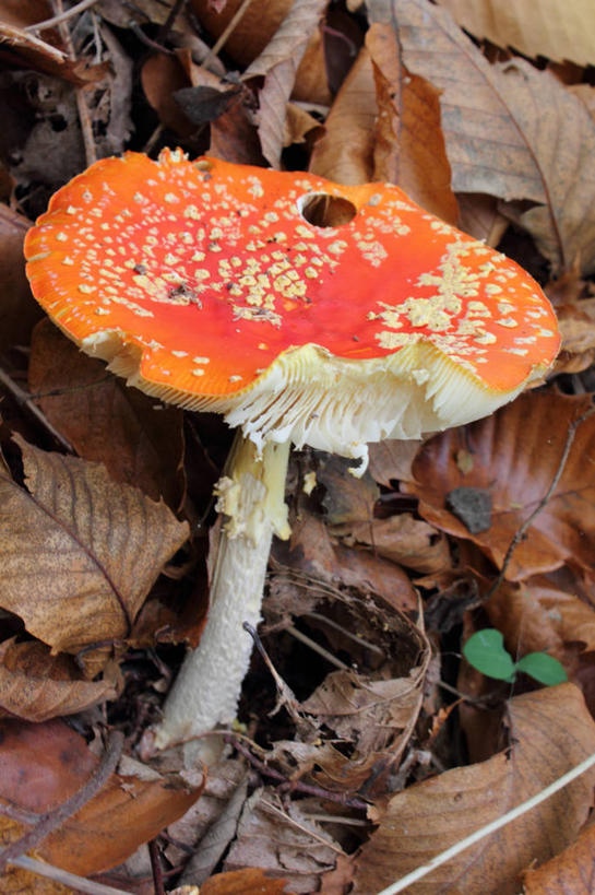 无人,竖图,俯视,室外,特写,白天,森林,叶子,英国,斑点,茎,树干,自然,季节,摄影,环境,真菌,清新,干的,毒蘑菇,秋天,彩图,高角度拍摄
