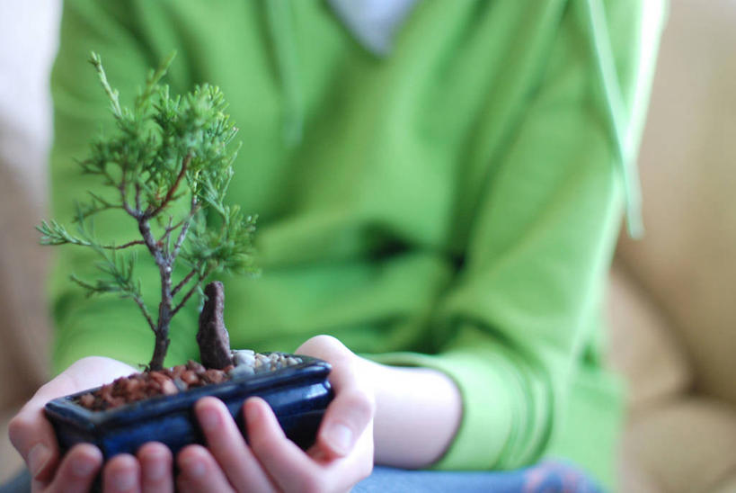 一个人,坐,横图,室内,特写,白天,正面,毛衣,花盆,加拿大,光,盆景,拿着,绿色,摄影,生长,部分,关爱,亚伯达,彩图