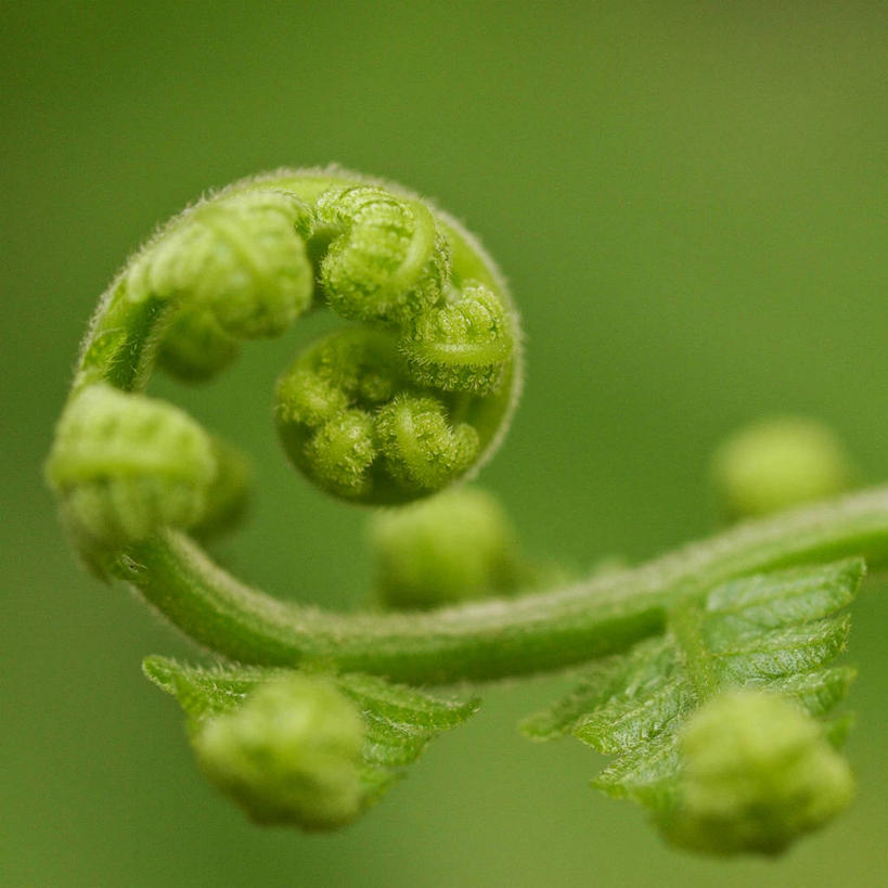 无人,方图,室外,特写,白天,叶子,马来西亚,环绕,缠绕,绿色,自然,摄影,生长,纠缠,彩图,卷须