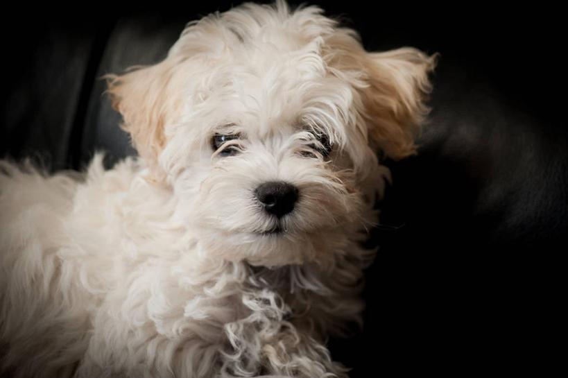 无人,横图,室外,特写,宠物,狗,美国,黑色背景,白色,家畜,摄影,部分,北美,北美洲,加利福尼亚,肖像,美洲,加州,洛杉矶,加利福尼亚州,金州,黄金州,北亚美利加洲,亚美利加洲,天使之城,彩图,县治,洛杉矶县,美利坚合众国,洛城,好奇心