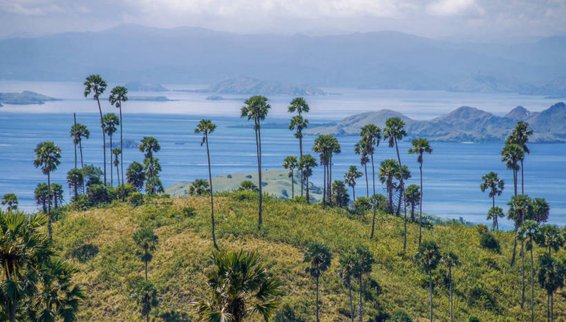 无人,横图,室外,白天,海洋,美景,棕榈树,印度尼西亚,印尼,亚洲,地形,景观,草,风景,自然,景色,摄影,东南亚,宁静,自然风光,印度尼西亚共和国,爪哇,爪哇岛,努沙登加拉群岛,彩图