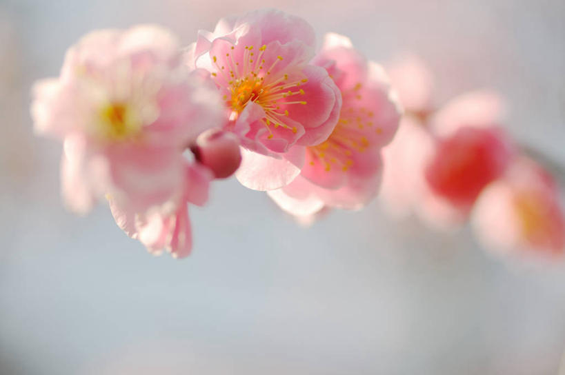 无人,横图,室外,白天,杏,日本,日本文化,花,花瓣,花朵,粉色,摄影,脆弱,清新,彩图