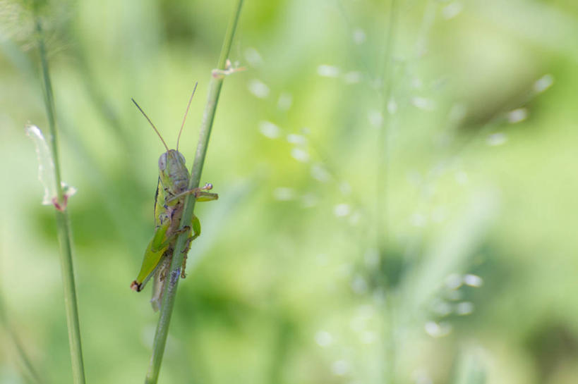 无人,横图,室外,特写,白天,野生动物,东京,日本,昆虫,蚱蜢,茎,首都,草,摄影,日野,彩图