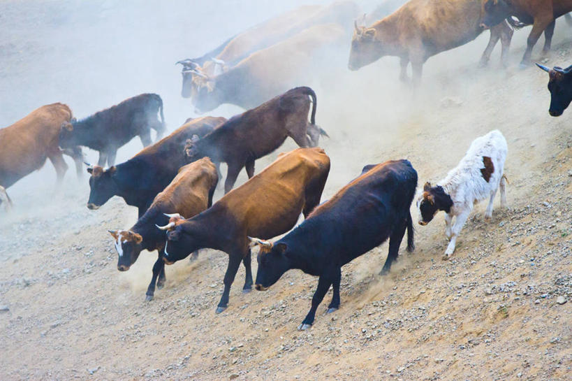 无人,跑,横图,室外,白天,牛,欧洲,俄罗斯,亚洲,一群,许多,很多,家畜,摄影,牲畜,灰尘,迁徙,俄联邦,俄罗斯联邦,新疆维吾尔自治区,阿尔泰自然保护区,彩图