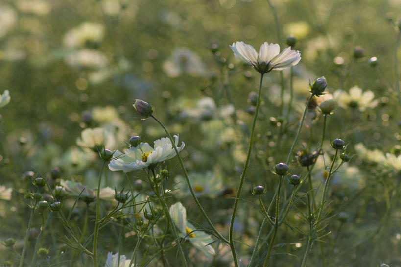 无人,横图,室外,特写,白天,东京,日本,田地,茎,首都,花蕾,草,花,自然,摄影,大波斯菊,生长,脆弱,清新,彩图