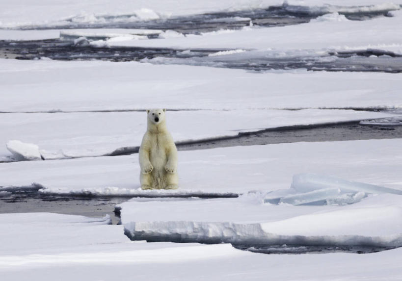无人,站,横图,室外,白天,水,雪,北极熊,野生动物,熊,挪威,冬天,自然,寒冷,摄影,斯瓦尔巴德群岛,彩图