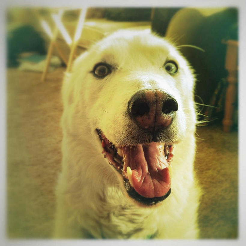 无人,方图,室内,特写,白天,宠物,狗,美国,张嘴,家畜,摄影,起居室,肖像,张大嘴巴,张开嘴,彩图