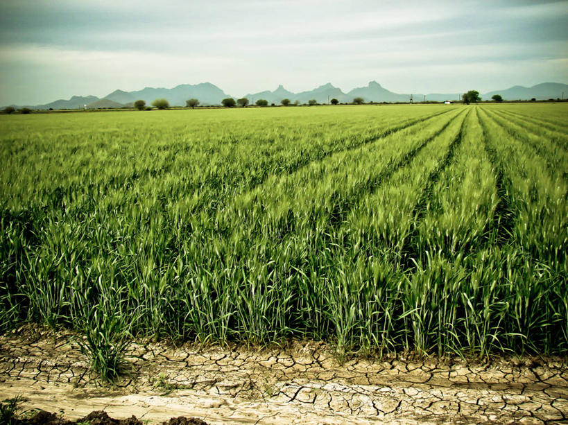 无人,农场,横图,室外,白天,农业,小麦,美景,山,墨西哥,地形,景观,田地,谷类,绿色,天空,自然,景色,摄影,生长,拉丁美洲,自然风光,索诺拉州,彩图