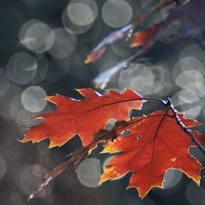 无人,方图,室外,特写,白天,叶子,红色,摄影,脆弱,改变,橡树叶,立陶宛共和国,彩图