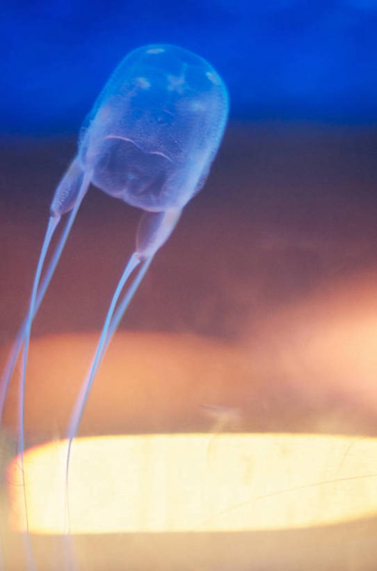 游泳,无人,竖图,室外,水下,南非,半透明,漂浮,首都,水族馆,蓝色,摄影,开普敦,西开普省,水母,彩图