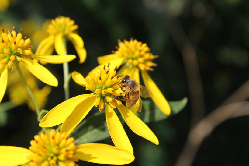 无人,横图,室外,白天,野生动物,蜜蜂,叶子,美国,茎,花,花瓣,黄色,自然,摄影,宁静,雌蕊,清新,授粉,俄亥俄州,彩图
