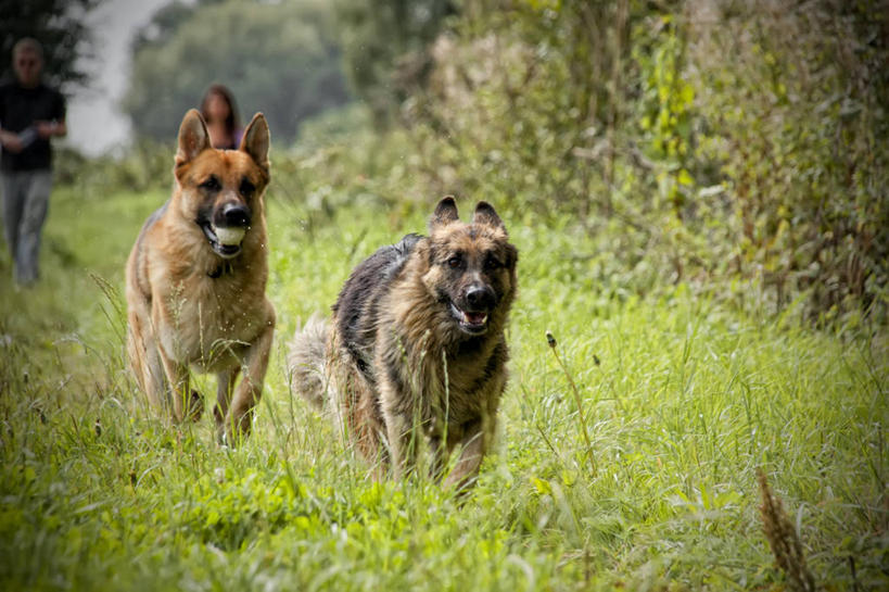 成年人,脸,头,脸颊,两个人,跑,横图,室外,白天,宠物,狗,英国,追赶,肩膀,草,动物,两只,家畜,摄影,德国牧羊犬,格洛斯特郡,年轻男性,年轻女性,年轻人,头部,脸部,脸蛋,面部,彩图