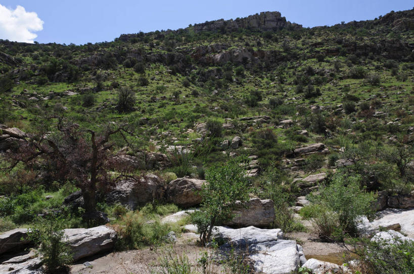 无人,横图,室外,白天,山,美国,岛,树,天空,自然,摄影,生长,宁静,亚利桑那,图森市,岩石,彩图