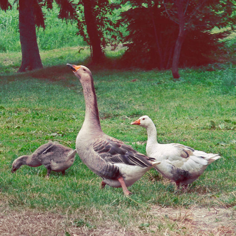 无人,方图,室外,白天,鹅,野生动物,三只,草,摄影,灰雁,塞尔维亚,彩图
