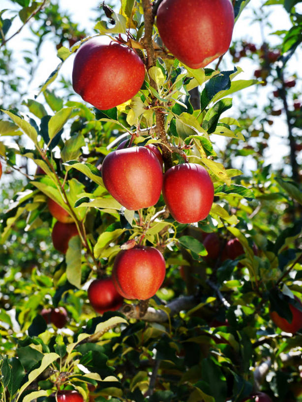 无人,竖图,室外,白天,苹果,德国,枝,饮食,红色,摄影,清新,苹果树,健康食物,巴伐利亚,彩图