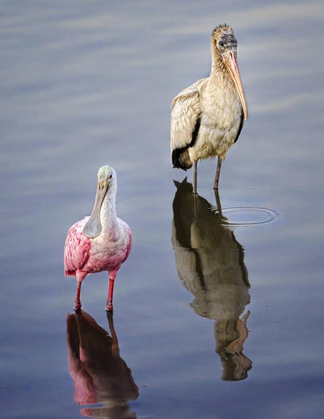 无人,站,竖图,室外,白天,湖,鸟,野生动物,美国,反射,鸟类,小鸟,动物,两只,摄影,迁徙,北美,北美洲,美洲,琵鹭,南卡罗来纳州,北亚美利加洲,亚美利加洲,南卡罗来纳,扇榈之州,矮棕榈之州,粉红琵鹭,玫瑰琵鹭,林鹳,彩图,美利坚合众国