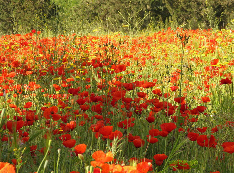 无人,横图,室外,白天,草地,美景,柏树,西班牙,环绕,景观,红色,自然,橙色,景色,摄影,生长,脆弱,清新,自然风光,塔拉戈纳省,彩图
