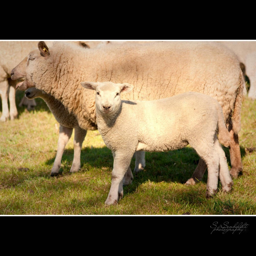 无人,方图,室外,白天,旅游,度假,美景,日光,德国,欧洲,四只,景观,田地,娱乐,自然,动物,享受,休闲,家畜,景色,放松,摄影,牲畜,羊羔,西欧,自然风光,德意志联邦共和国,北威州,北莱茵.威斯特法伦州,绵羊,彩图,杜塞尔多夫行政区,克雷费尔德,丝绸之城