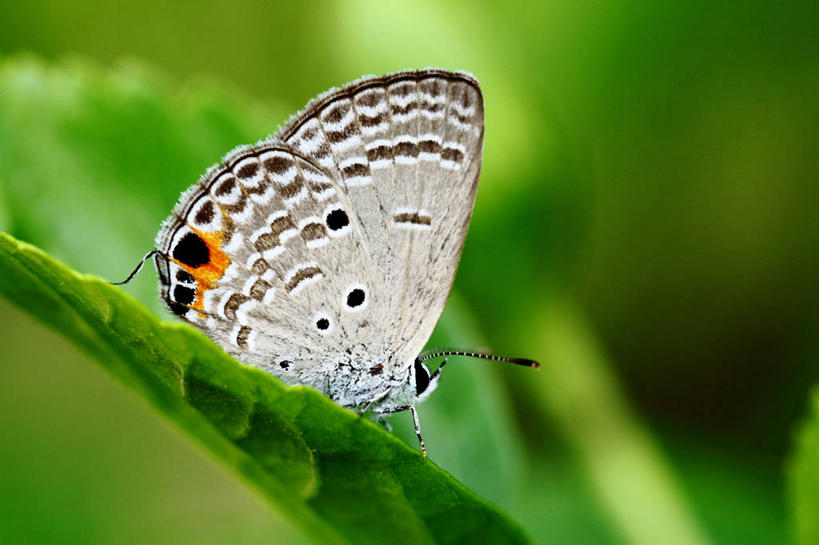 无人,横图,室外,特写,白天,美景,野生动物,蝴蝶,叶子,马来西亚,景观,自然,景色,摄影,自然风光,彩图,柔佛