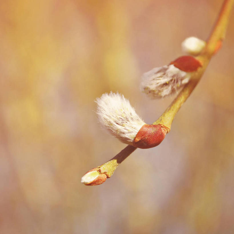 无人,方图,室外,特写,白天,英国,枝,花蕾,树,自然,摄影,生长,脆弱,莱切斯特,开端,彩图