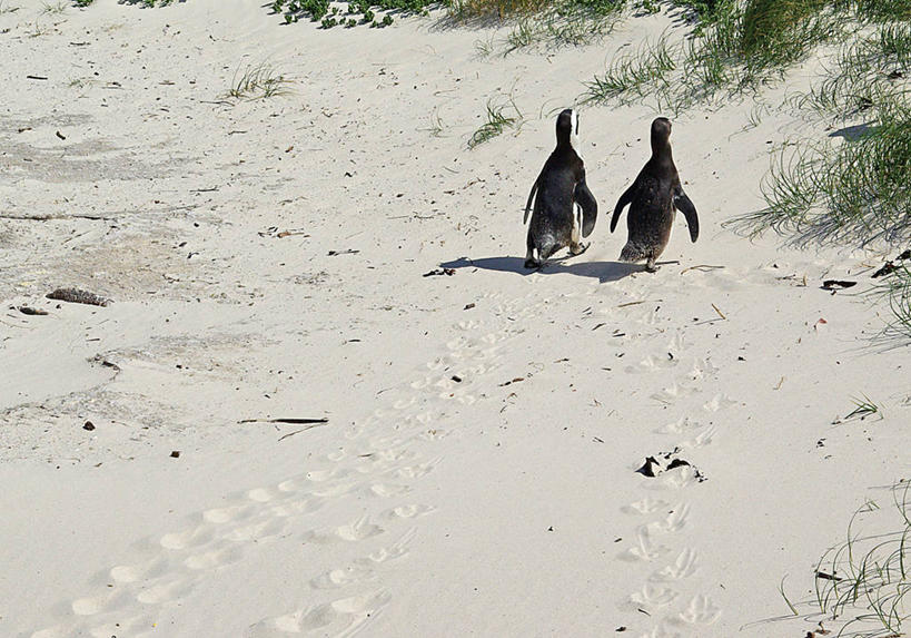 无人,横图,室外,白天,野生动物,南非,沙子,首都,两个,动物,两只,摄影,开普敦,非洲企鹅,海滩,步行,彩图