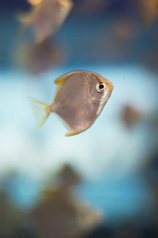 无人,竖图,室内,水下,南非,鱼群,首都,鱼类,水族馆,摄影,开普敦,西开普省,彩图