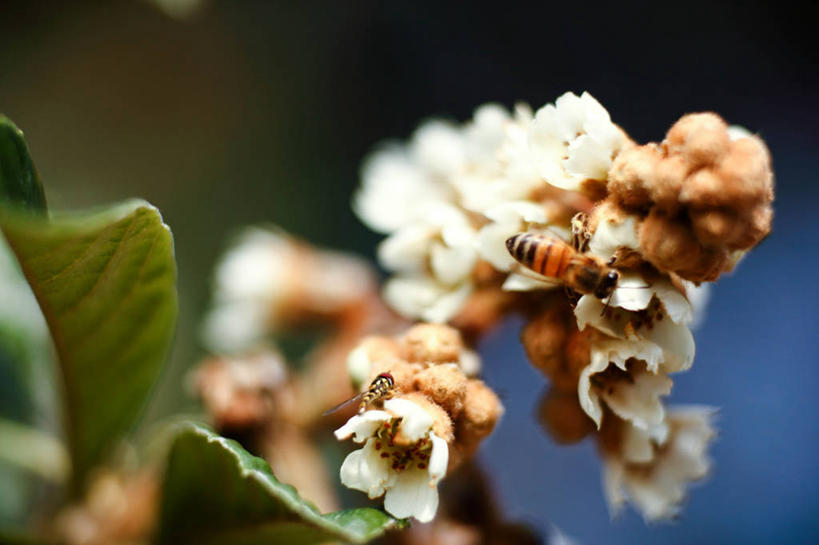 无人,横图,室外,白天,枇杷,野生动物,蜜蜂,美国,盛开,昆虫,枝,花蕾,花,花瓣,花朵,鲜花,动物,花苞,花蕊,两只,摄影,清新,德克萨斯,彩图