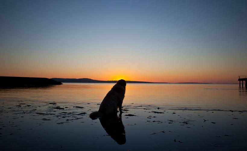 无人,坐,横图,室外,海洋,宠物,狗,澳大利亚,反射,黎明,自然,家畜,摄影,退潮,宁静,剪影,金毛寻回犬,万里无云,海滩,彩图