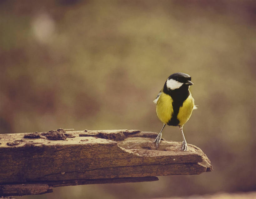 无人,横图,室外,白天,树林,野生动物,爱尔兰,鸟类,山雀,摄影,栖息,大山雀,彩图