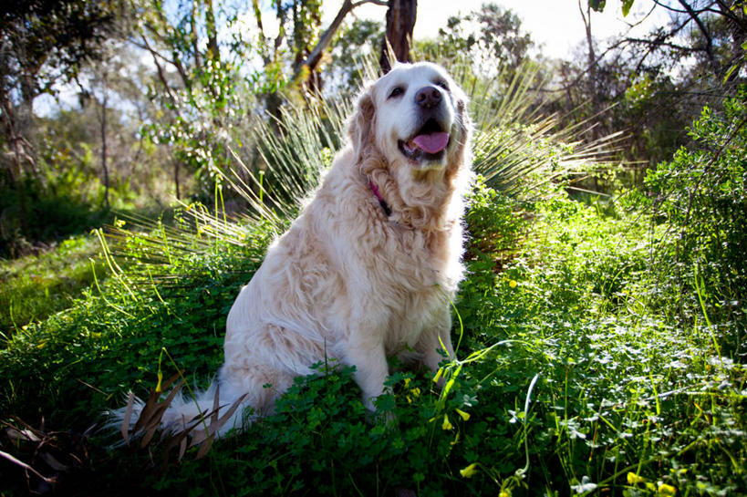 无人,坐,横图,室外,白天,宠物,狗,澳大利亚,自然,家畜,摄影,金毛寻回犬,南澳大利亚,彩图