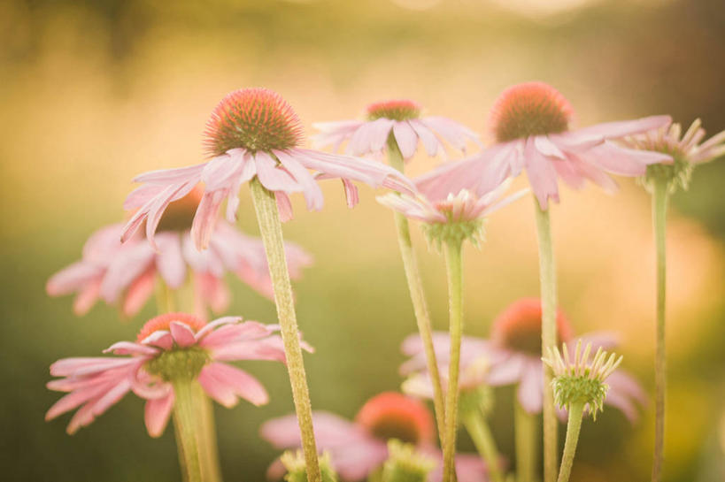 无人,横图,室外,白天,加拿大,花纹,茎,花,花瓣,自然,摄影,金花菊,脆弱,雄蕊,清新,新斯科舍,萼片,彩图