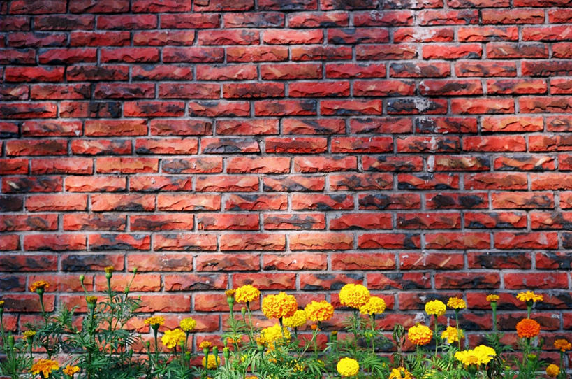 无人,横图,室外,白天,建筑,台湾,砖墙,花,红色,摄影,生长,清新,台中,彩图