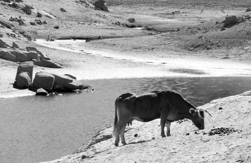 无人,站,横图,黑白,室外,白天,湖,水,哺乳动物,牛,野生动物,西班牙,首都,自然,动物,马德里,家畜,摄影,宁静,母牛,岩石,脊椎动物亚门