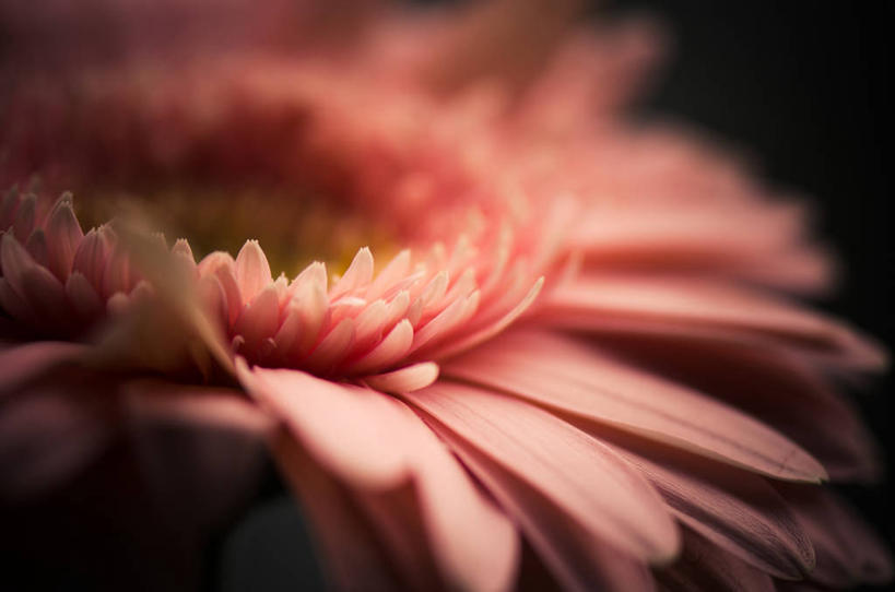 无人,横图,室外,特写,白天,西班牙,巴塞罗那,盛开,非洲雏菊,花蕾,花,花瓣,花朵,鲜花,一朵,粉色,花苞,花蕊,摄影,脆弱,清新,彩图,巴塞罗那省