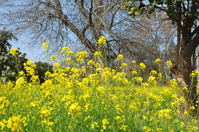 无人,横图,室外,白天,农业,巴基斯坦,地形,田地,首都,花,树,黄色,自然,春天,芥菜,摄影,生长,伊斯兰堡,彩图