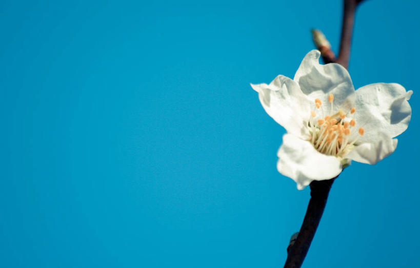 无人,横图,室外,白天,留白,美景,意大利,蓝色背景,景观,梅花,枝,花,天空,自然,春天,景色,摄影,脆弱,清新,自然风光,万里无云,彩图