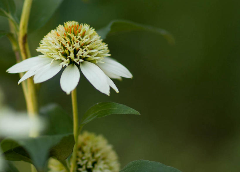 无人,横图,室外,特写,白天,美景,叶子,加拿大,景观,花,花瓣,自然,夏天,景色,摄影,金花菊,生长,脆弱,清新,自然风光,彩图