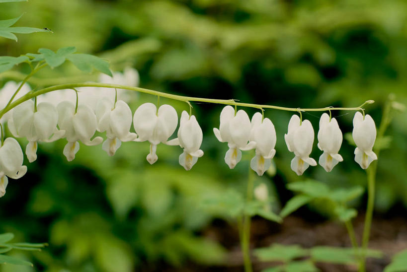 无人,横图,室外,白天,加拿大,茎,枝,花,绿色,白色,自然,春天,摄影,生长,脆弱,清新,荷包牡丹,彩图